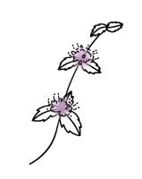 日本薄荷のイラスト