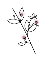 クロモジのイラスト